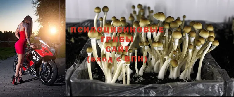 Псилоцибиновые грибы Cubensis  где купить наркоту  Тырныауз 